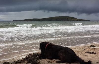 Dog on beach against sky