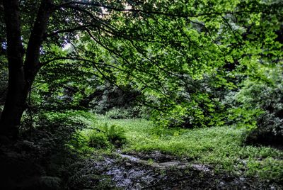 Trees in forest