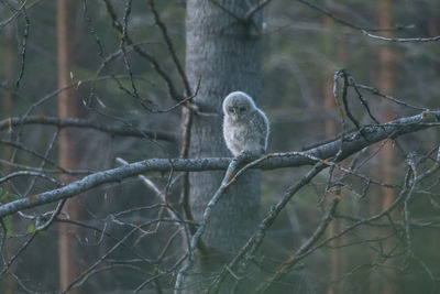 Bird perching on branch