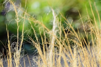 Close-up of plants growing on field