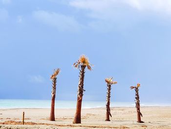 Coconut palm trees on beach against sky