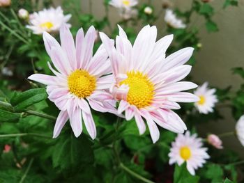 Close-up of white daisy flowers