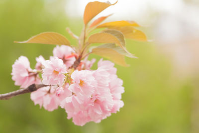 Close-up of pink cherry blossoms