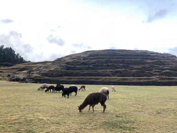 Sheep grazing in a field