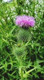 Close-up of thistle flower