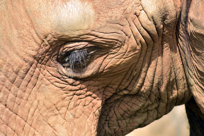 Close-up of elephant eye