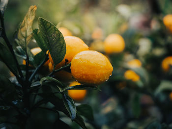 Close-up of lemons on tree