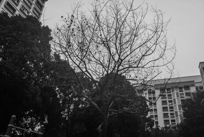 Low angle view of bare tree against buildings in city