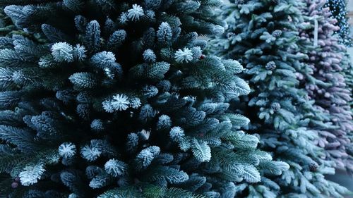 Close-up of frozen plant