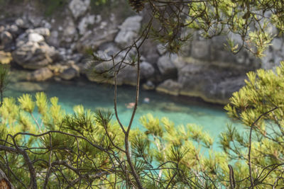 Close-up of plants against trees