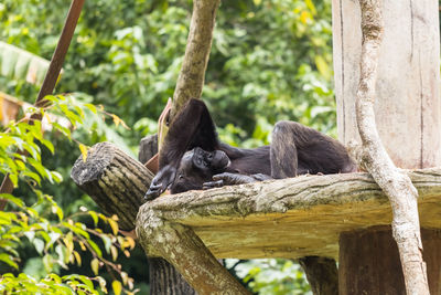 View of monkey sleeping on tree in zoo