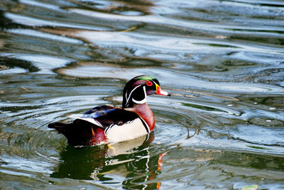 Male wood duck swimming in a lake.