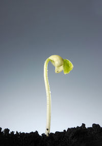 Close-up of seedling against gray background