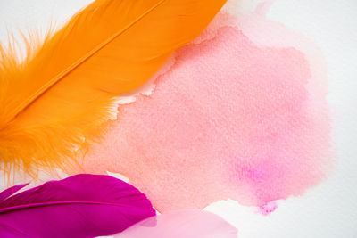 Close-up of multi colored feather on paper