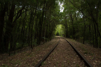 Railroad track amidst trees in forest