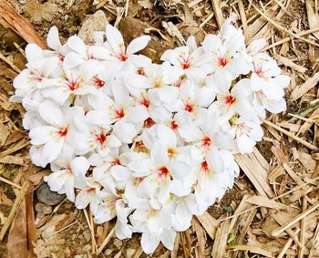 Close-up of white flowers