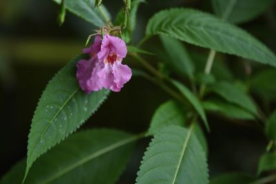 Close-up of flower blooming outdoors