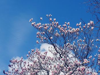 Low angle view of apple blossoms in spring against sky