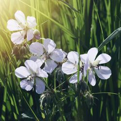 Close-up of white flowers blooming outdoors