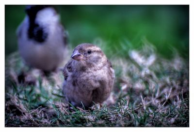 Close-up of bird perching on field