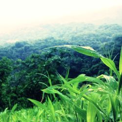 Scenic view of green landscape