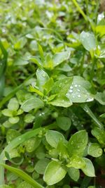 Close-up of wet plants