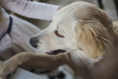 Close-up of dog resting