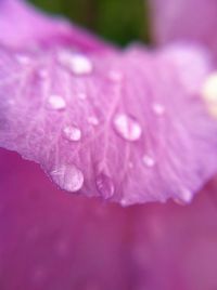 Close-up of water drops on pink flower