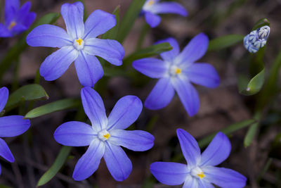 Close-up of purple flowering plants in park