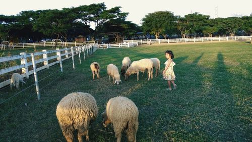 Sheep grazing in a field