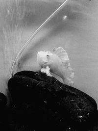 Close-up of jellyfish swimming in sea