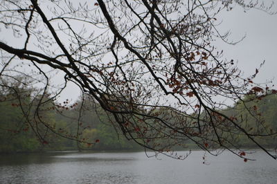 Bare tree against sky
