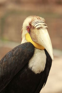 Close-up of a bird