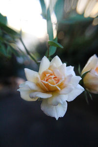 Close-up of fresh rose blooming outdoors