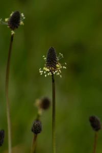 Close-up of wilted flower on field