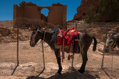 Horses on the ground