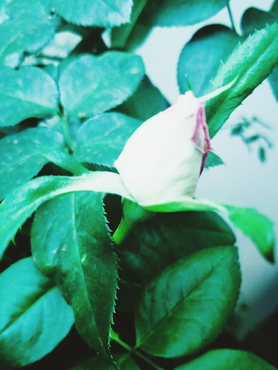 CLOSE-UP OF GREEN LEAVES ON WHITE FLOWERING PLANT