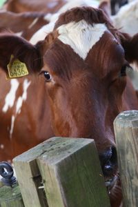 Close-up of horse on wood