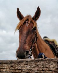 Close-up of horse standing against sky