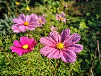 Close-up of pink flowering plants on field