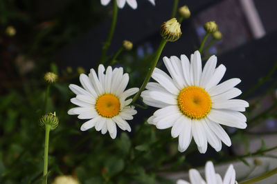 Close-up of white daisy flowers