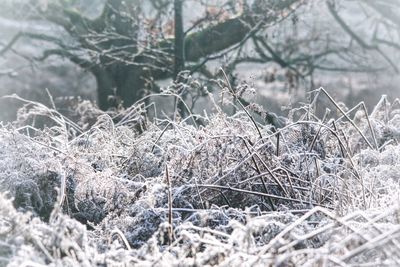 Close-up of snow covered land