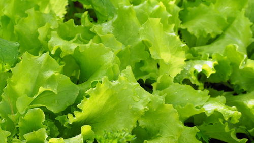 Fresh green salad sun. close-up fresh green lettuce leaves water drops, harvest and vegan. healthy