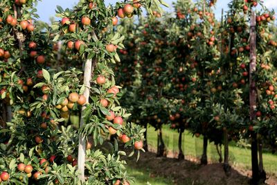 View of fruits growing on tree