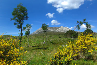 Low angle view of flower trees against sky