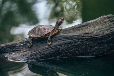 Close-up of lizard on wood