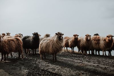 Sheep on road against clear sky