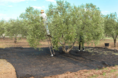 Man on a ladder picking olives from the top of the tree in the countryside on sunny day.