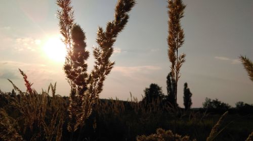 Scenic view of grassy field against sky at sunset