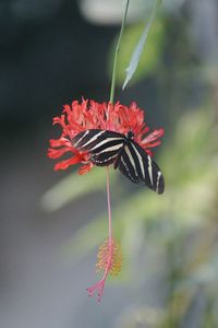 Close-up of insect on flower